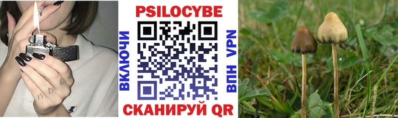 Псилоцибиновые грибы Psilocybe  цена наркотик  mega ссылка  Байкальск 